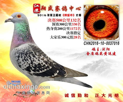 16年江蘇翔盛公棚決賽獲獎鴿欣賞131 135名