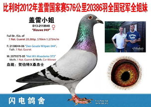 17年內(nèi)蒙翔盛公棚538公里5242羽決賽5名雙關(guān)鴿王冠軍的平輩欣賞出售,此2羽鴿子為荷蘭國家賽亞軍奶酪硬漢直子女,鄭毅潔作育