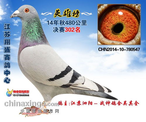 2014江蘇翔盛賽鴿中心獲獎鴿照片301 305