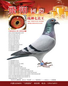 飛翔鴿苑 中信網(wǎng)銘鴿展廳 www.ag188.com