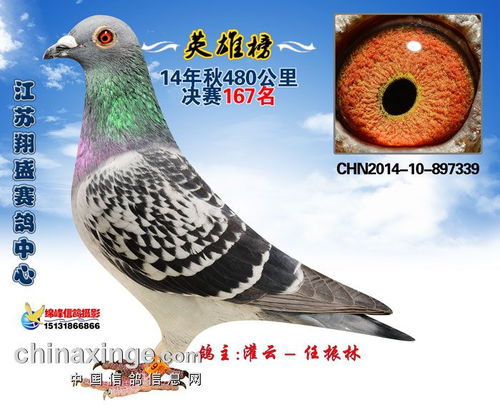 2014江蘇翔盛賽鴿中心獲獎鴿照片166 170
