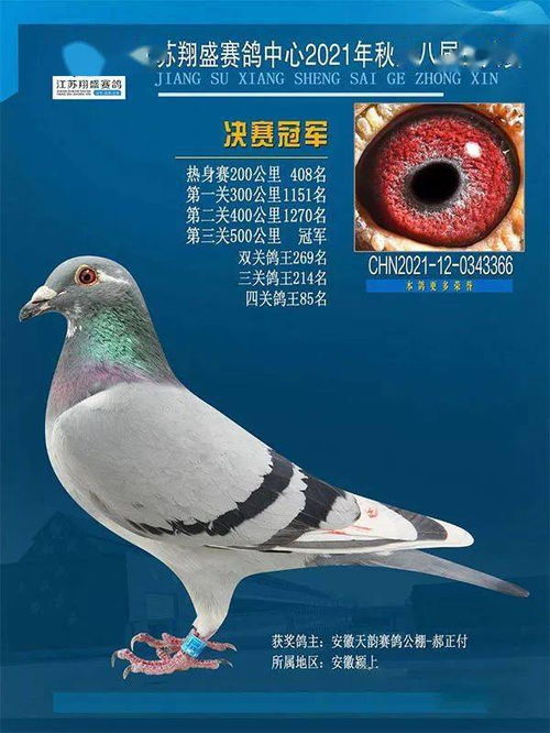 盤點2021人杰地靈的江南冠軍鴿