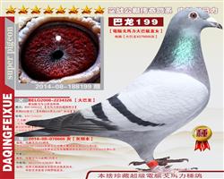 大慶飛雪鴿舍 中信網銘鴿展廳 www.ag188.com
