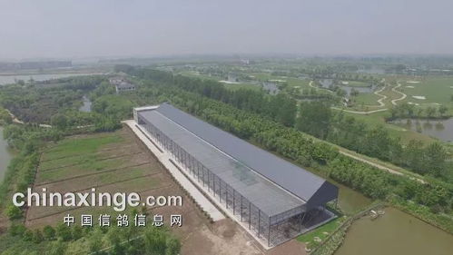 鴿翔盛世 星耀長江 江蘇長江公棚雙探視走你
