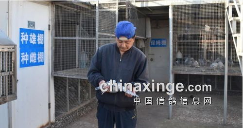 公棚實戰名家 沭陽鴿會李漢雙