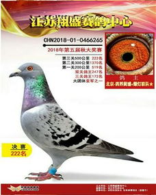 鴿界黃浦 中信網(wǎng)銘鴿展廳 www.ag188.com